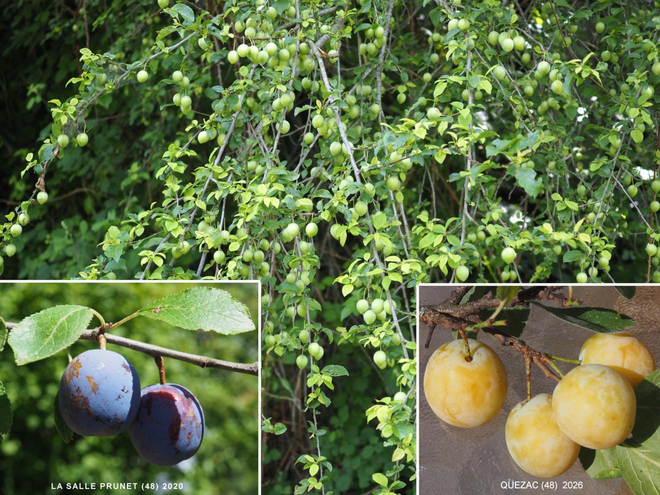 Damson